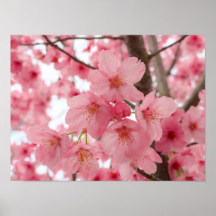 Cherry Blossom Poster