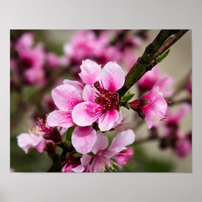 Cherry Blossom Poster (Vorne)