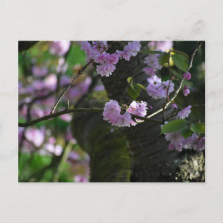 Cherry blossom  postkarte