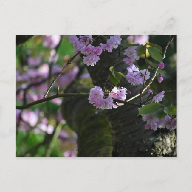 Cherry blossom  postkarte (Vorderseite)