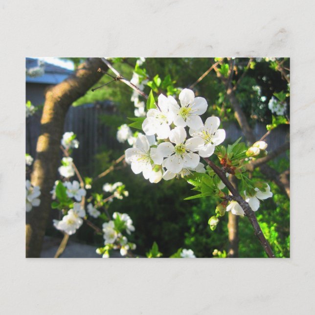 Cherry Blossom Postkarte (Vorderseite)