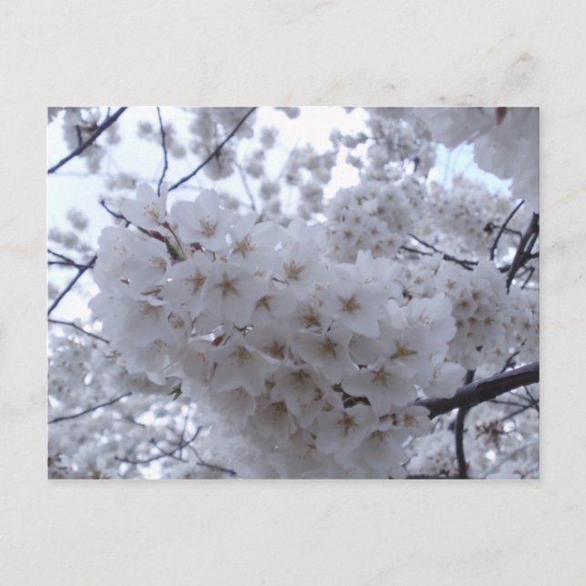 Cherry Blossom Postkarte (Vorderseite)