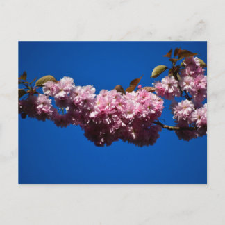 Cherry blossom  postkarte