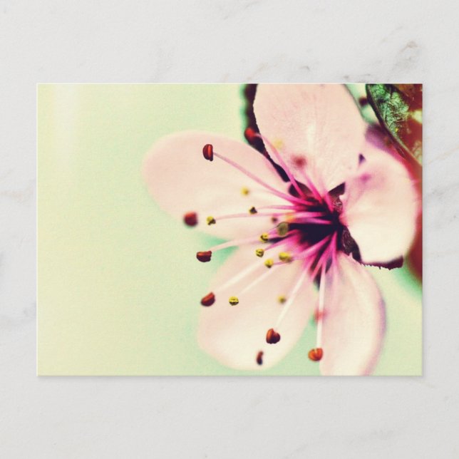 Cherry Blossom Postkarte (Vorderseite)