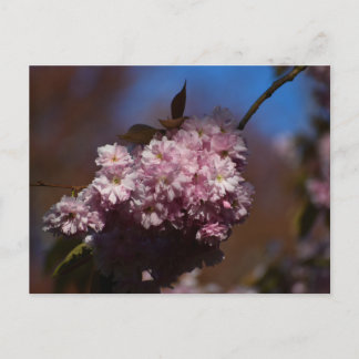Cherry blossom  postkarte
