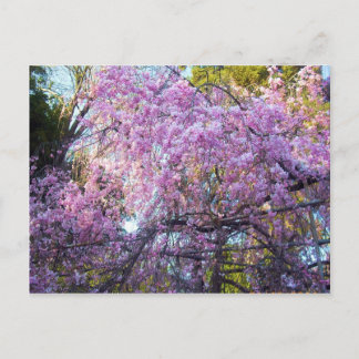 Cherry Blossom Postkarte