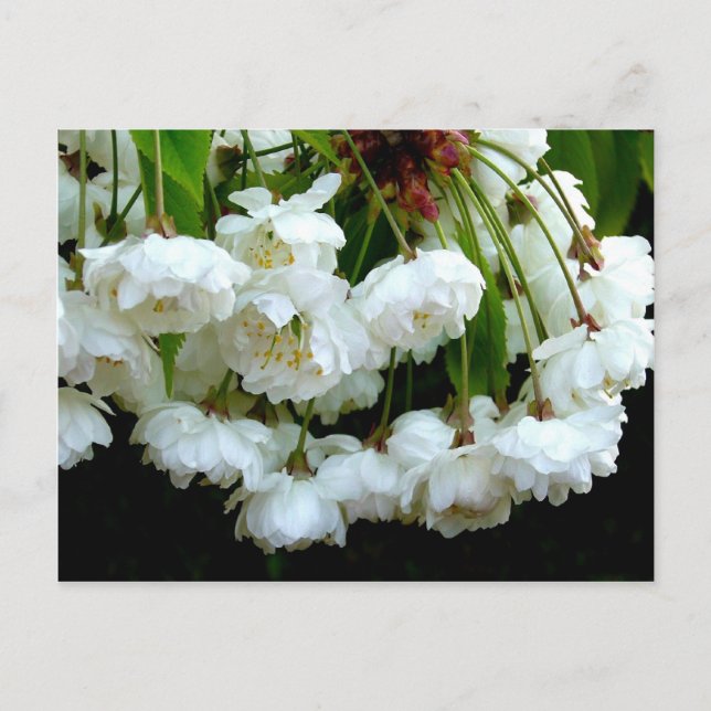 CHERRY BLOSSOM ~ Postkarte (Vorderseite)