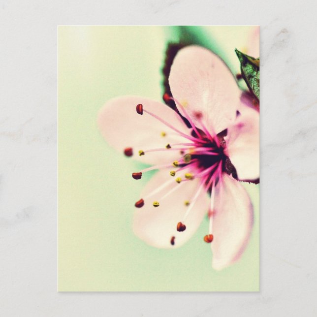 Cherry Blossom Postkarte (Vorderseite)