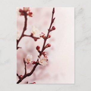Cherry Blossom Postkarte