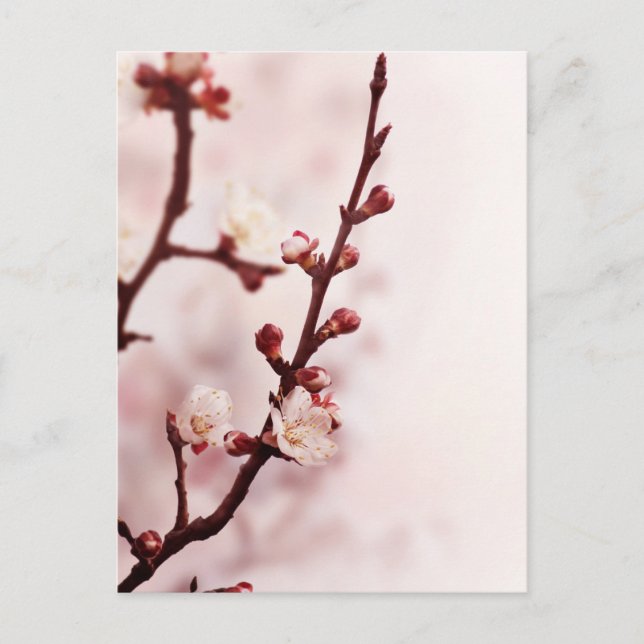Cherry Blossom Postkarte (Vorderseite)