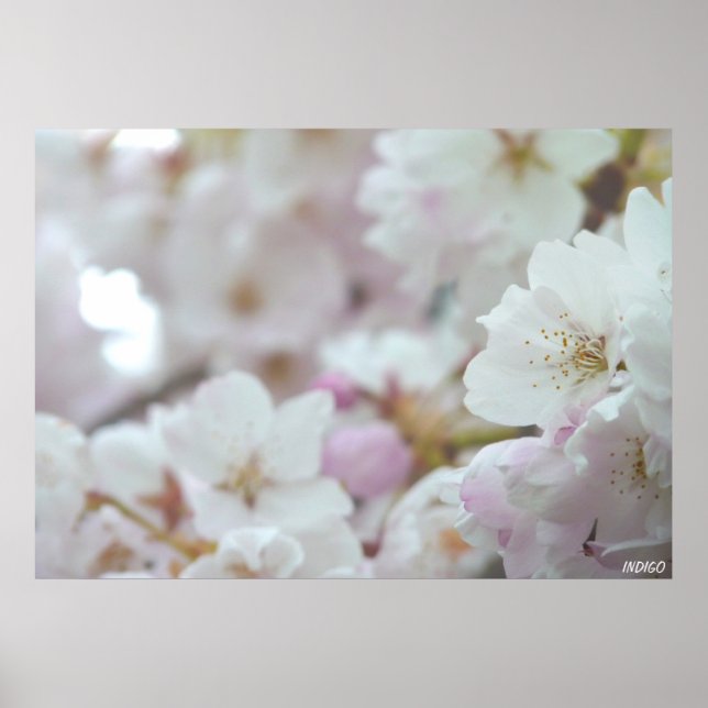 Cherry Blossom Print White Blume Poster Print (Vorne)