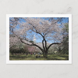 Cherry Blossom: Shinjuku Gyoen Garden Postkarte