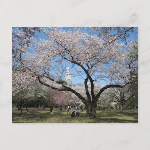 Cherry Blossom: Shinjuku Gyoen Garden, Tokio Postkarte