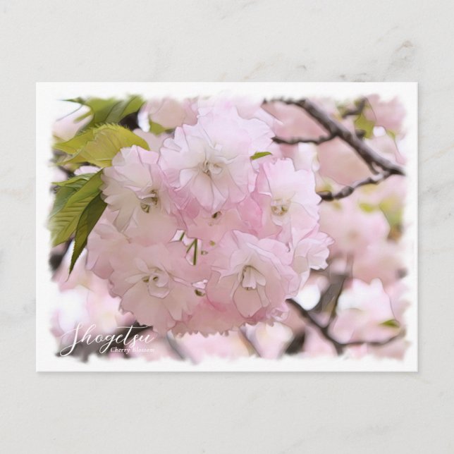 Cherry Blossom "Shogetsu" ポストカード Postkarte (Vorderseite)