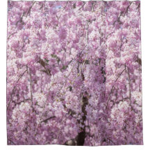 Cherry Blossom Spring