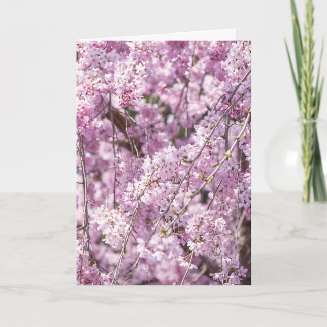 Cherry Blossom Spring Karte (Vorderseite)