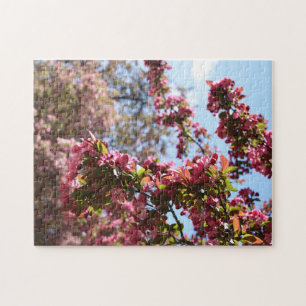 Cherry Blossom Spring Nature Fotografy Garden