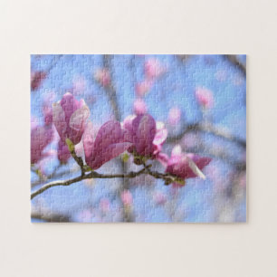 Cherry Blossom Spring Nature Fotografy Garden