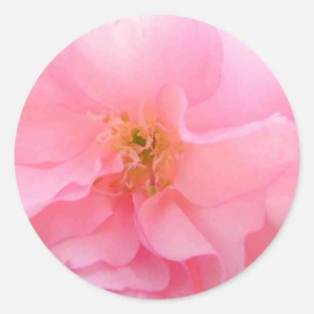 Cherry Blossom Stickers (Vorderseite)