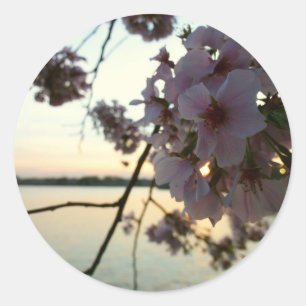 Cherry Blossom Sunset in Washington DC Runder Aufkleber