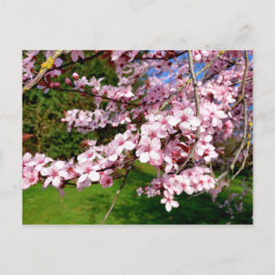 Cherry Blossom Tree im Tessin Postkarte