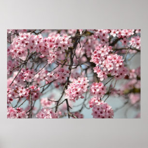 Cherry Blossom Tree Poster