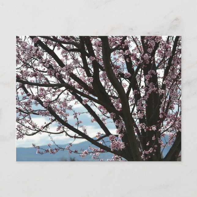 Cherry Blossom Tree Postkarte (Vorderseite)