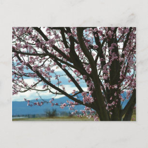 Cherry Blossom Tree Postkarte