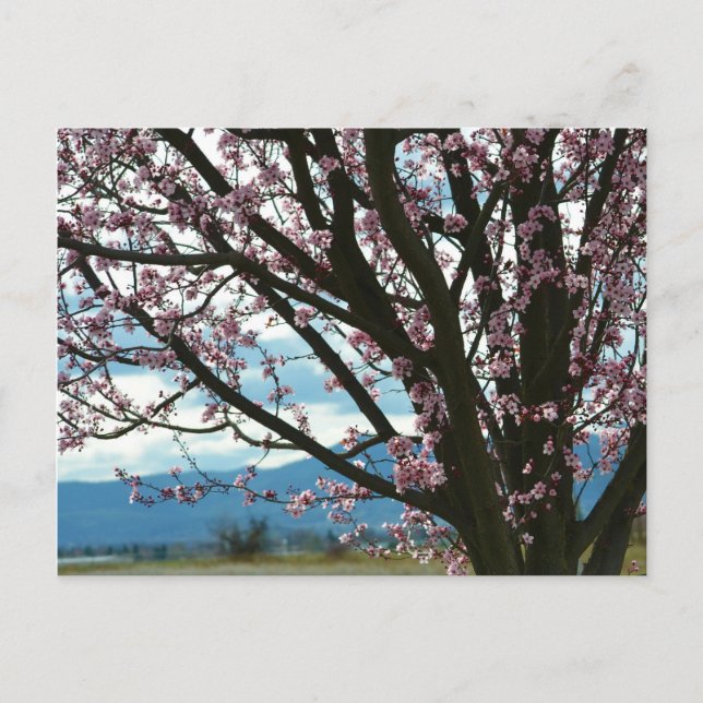 Cherry Blossom Tree Postkarte (Vorderseite)