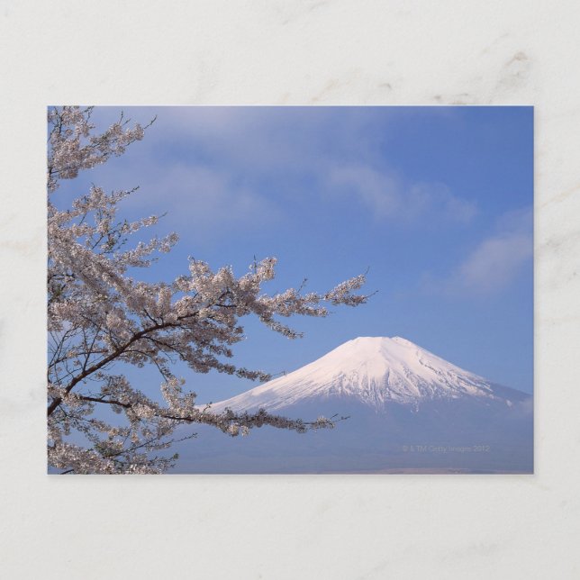 Cherry Blossom und Fuji 2 Postkarte (Vorderseite)