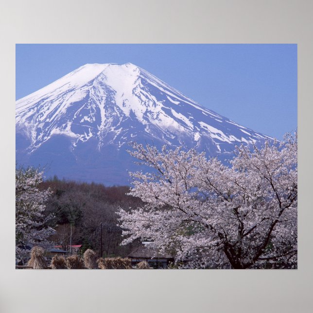 Cherry Blossom und Fuji Poster (Vorne)