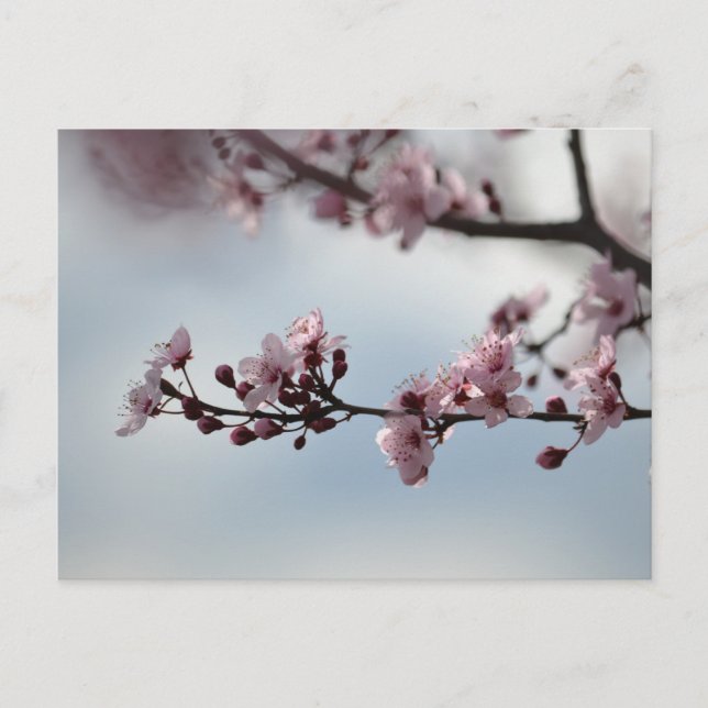Cherry Blossom und Sky Postkarte (Vorderseite)
