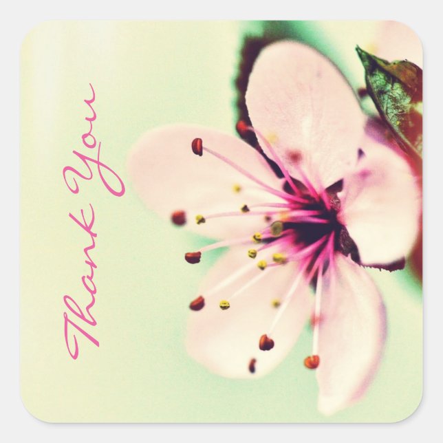 Cherry Blossom Vielen Dank Quadratischer Aufkleber (Vorderseite)