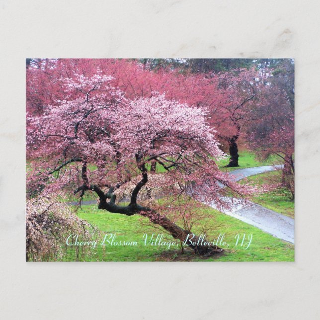 Cherry Blossom Village 05 Postkarte (Vorderseite)
