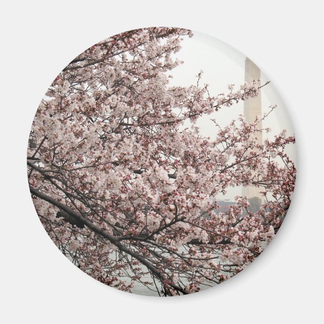 Cherry Blossom Washington DC Magnet (Vorne)