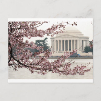 Cherry Blossom Washington DC Postkarte