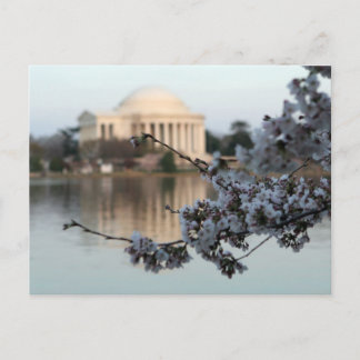 Cherry Blossom Washington DC Postkarte