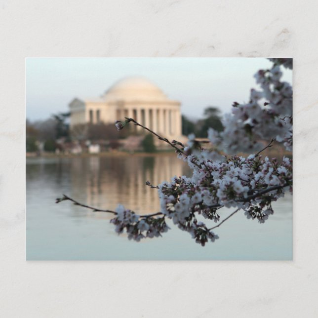 Cherry Blossom Washington DC Postkarte (Vorderseite)