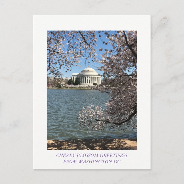 CHERRY BLOSSOM WASHINGTON DC POSTKARTE (Vorderseite)