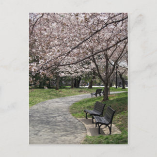 Cherry Blossom Washington DC Postkarte