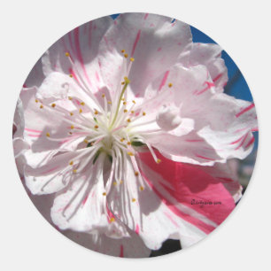 Cherry Blossom Wedding Umschlag Aufkleber