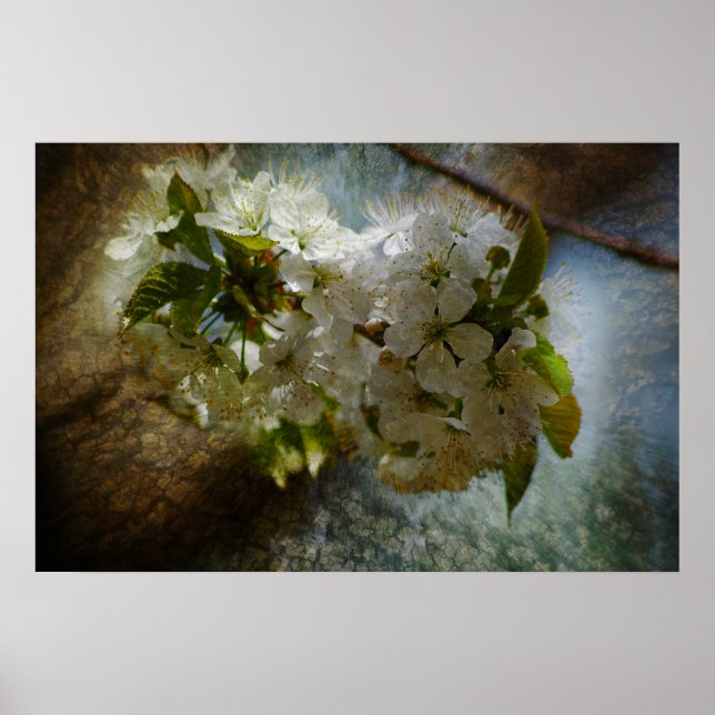 Cherry Blossom Wonder Poster (Vorne)