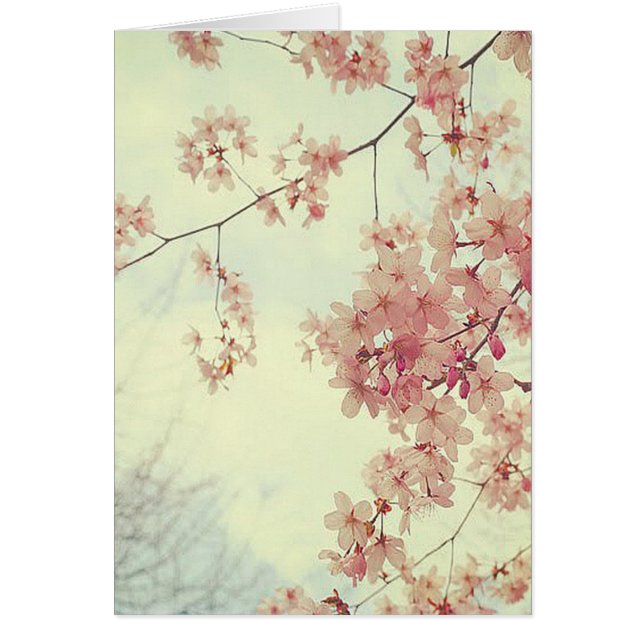 Cherry Blossoms (Vorne)