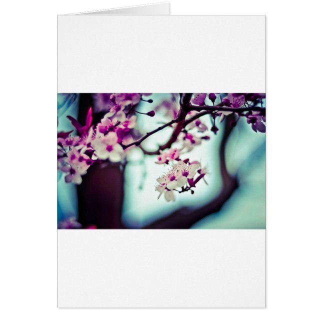 Cherry Blossoms (Vorne)