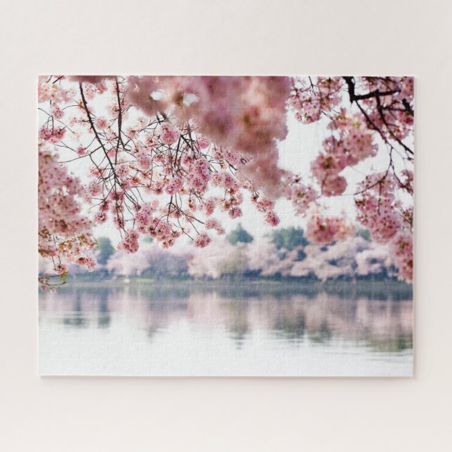 Cherry Blossoms (Horizontal)