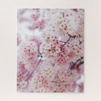 Cherry Blossoms