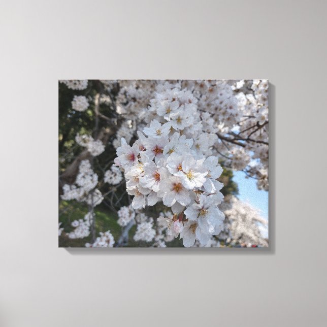 CHERRY BLOSSOMS #2 AUF LEINWAND 20 "x 16" (Vorderseite)