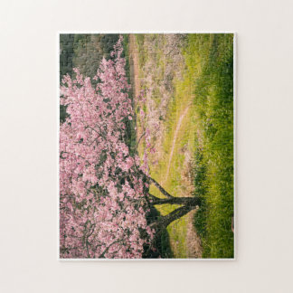 Cherry blossoms blooming in the rural hill