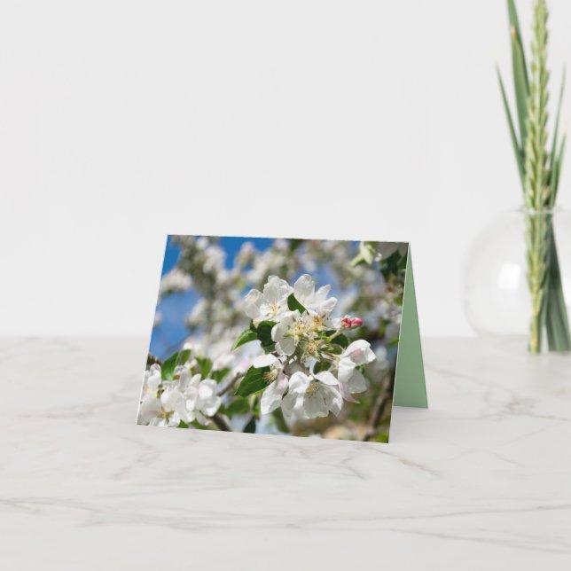 Cherry blossoms. dankeskarte (Vorderseite)