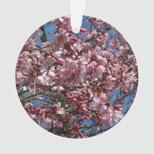 Cherry Blossoms et Blue Sky Spring Floral